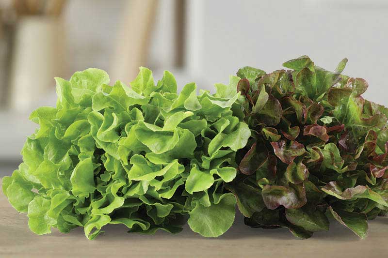 Organic Local Red Butter Leaf Lettuce