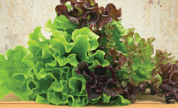 Organic Green or Red Leaf Lettuce