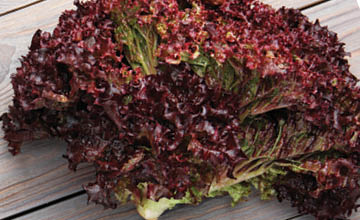 Fresh Organic Red Leaf Lettuce