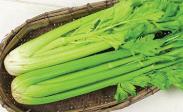 Organic Celery Bunches