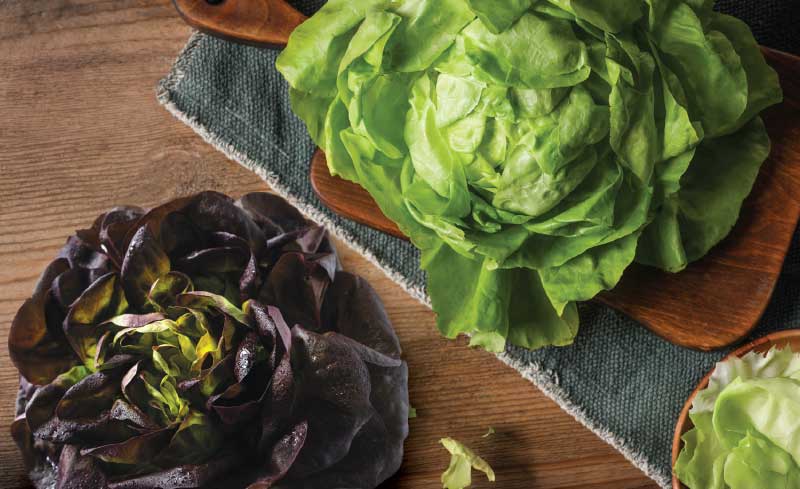 Organic Red or Green Leaf Lettuce