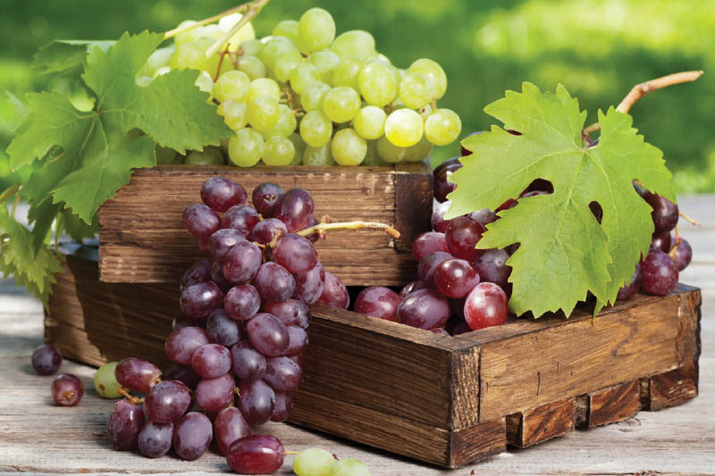 Fresh Seedless Red or Green Grapes
