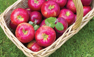 Organic Honeycrisp Apples
