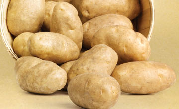 Fresh Russet Potatoes
