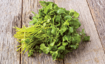 Fresh Cilantro Bunches