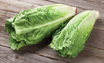 Fresh Romaine Lettuce